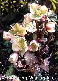 Helleborus x ericsmithii